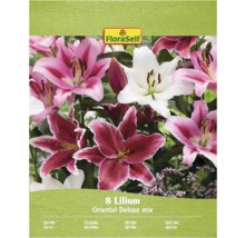 Balenie ľalií Orientálne Deluxe zmes