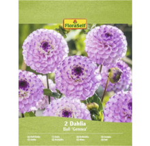 Balenie dvoch guľových dahlií odrody 'Genova'.