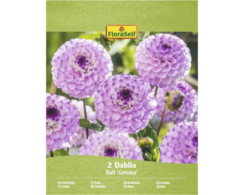 Balenie dvoch guľových dahlií odrody 'Genova'.