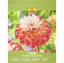 Balenie dvoch okrasných georgín Sturm Double