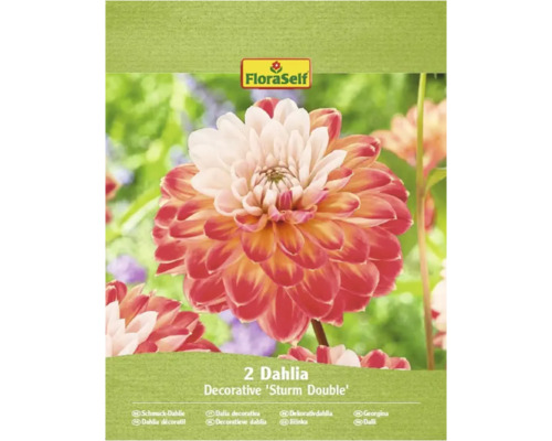 Balenie dvoch okrasných georgín Sturm Double