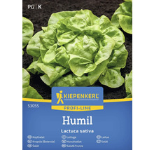 Semená hlávkového šalátu Kiepenkerl Humil