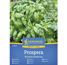 Kiepenkerl Prospera rastlina bazalky