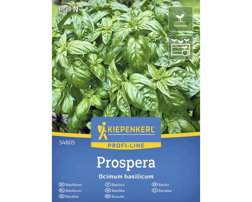 Kiepenkerl Prospera rastlina bazalky