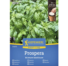 Balíček rastlín bazalky Kiepenkerl Prospera s piatimi rastlinami