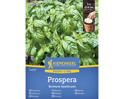 Balíček rastlín bazalky Kiepenkerl Prospera s piatimi rastlinami