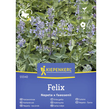 Kiepenkerl Felix Kocúrnik, Nepeta x faassenii