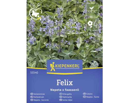 Kiepenkerl Felix Kocúrnik, Nepeta x faassenii