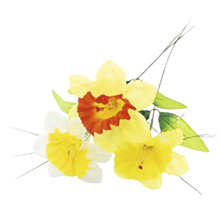 Kvety narcisov s listami