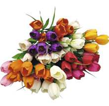 Kytica farebných tulipánov