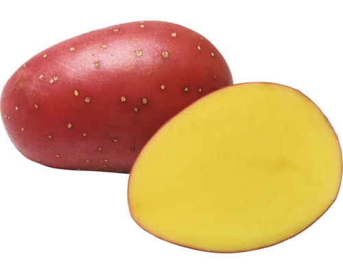 Červená zemiak, rozkrojená