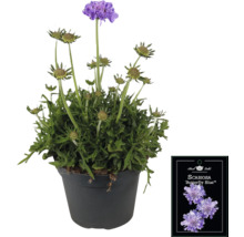 Čertkus lúčny 'Butterfly Blue' v kvetináči