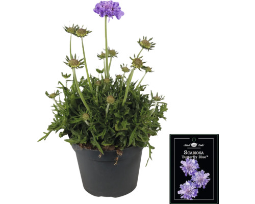 Čertkus lúčny 'Butterfly Blue' v kvetináči