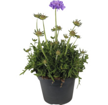 Hlaváč v kvetináči