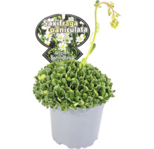 Saxifraga paniculata v kvetináči