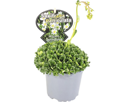 Saxifraga paniculata v kvetináči