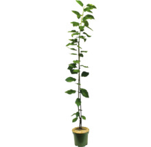 Sadenica jablone v kvetináči