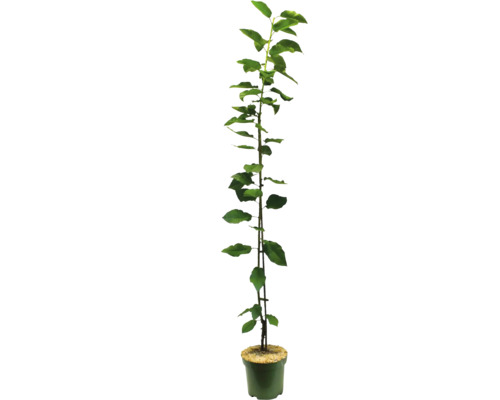 Sadenica jablone v kvetináči