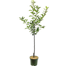 Mladý strom v kvetináči so zelenými listami.