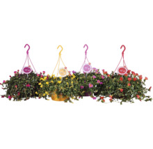 Štyri závesné sukulenty s farebnými kvetmi