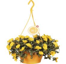 Závesný kvetináč so žltými kvetmi