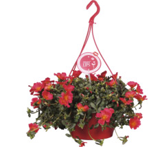 Závesná petúnia v kvetináči so závesom