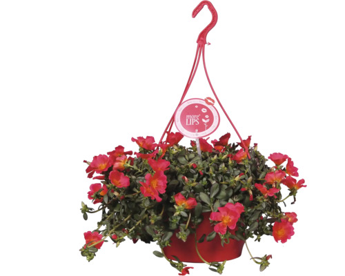 Závesná petúnia v kvetináči so závesom
