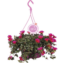 Závesná rastlina s ružovými kvetmi a logom More Lips