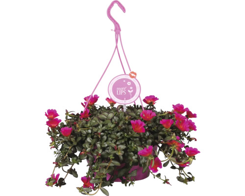 Závesná rastlina s ružovými kvetmi a logom More Lips