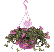 Závesný kvetináč s kvitnúcou portulakou veľkokvetou