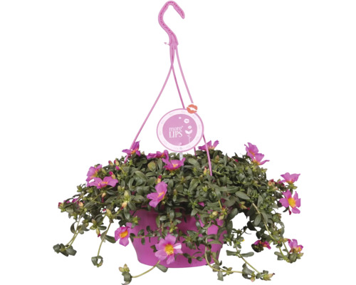 Závesný kvetináč s kvitnúcou portulakou veľkokvetou