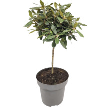 Olivovník pestovaný v kvetináči so zelenými listami