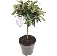 Rododendron v kvetináči