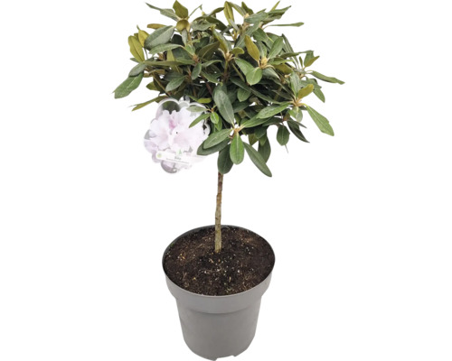 Rododendron v kvetináči