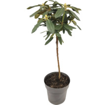 Rododendron v kvetináči