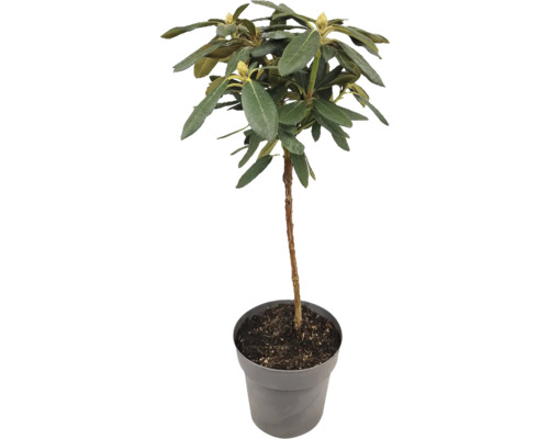 Rododendron v kvetináči