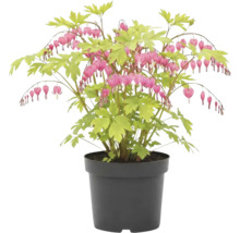 Srdcovka nádherná rastlina v kvetináči