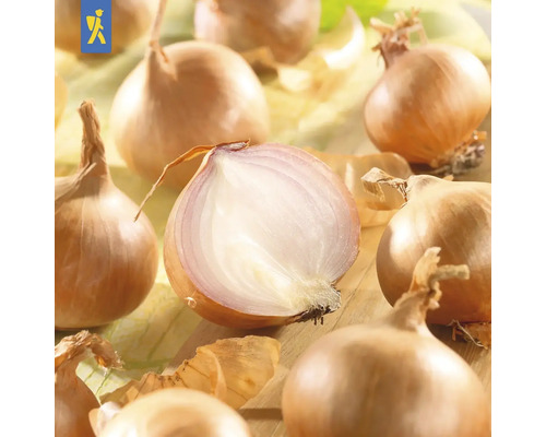 Žlté cibule, niektoré celé, jedna rozpolená