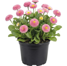 Sedmokrásky v kvetináči