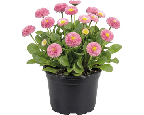 Sedmokrásky v kvetináči