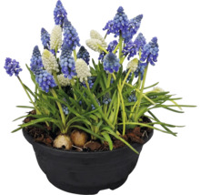 Modré a biele modrice v čiernom kvetináči