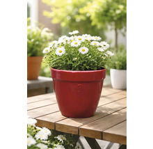 Sedmokrásky v kvetináči na drevenom stole v záhrade