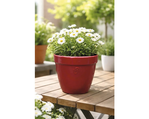 Sedmokrásky v kvetináči na drevenom stole v záhrade