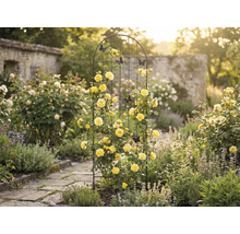 Záhradná scéna s ružovou bránou, žltými ružami a ozdobnými motýľmi