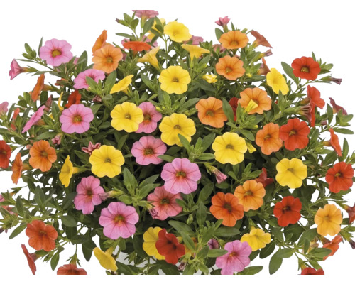 Farebná Calibrachoa s početnými malými kvetmi v ružovej, žltej, oranžovej a červenej farbe a zelenými listami.