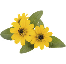 Žltá vitálka Sanvitalia so zelenými listami.