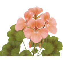 Pelargónia s kvetmi lososovej farby a zelenými listami