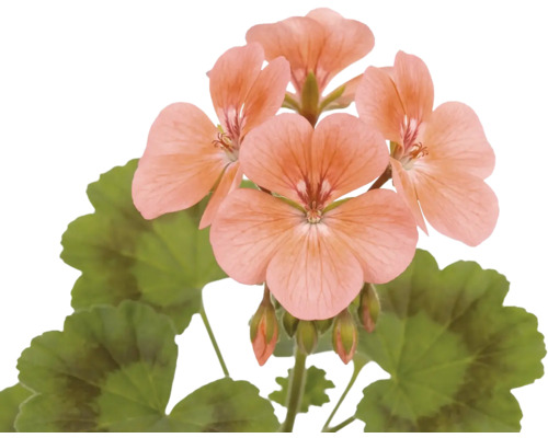 Pelargonium interspecific K13 Pelargónia s kvetmi lososovej farby a zelenými listami