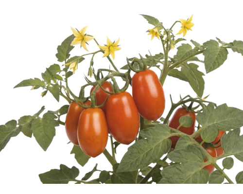 Paradajka podlhovastá San Marzano Mini kvetináč 10,5 cm Rastlina paradajok s oválnymi červenými plodmi, zelenými listami a žltými kvetmi v tvare hviezdy.