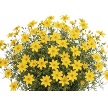 Dvojzub prútnatý Bidens ferulifolia s mnohými žltými kvetmi v tvare hviezdy a zelenými listami.